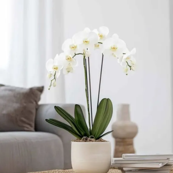Krukkeplanter Indendørs^Phalaenopsis-orkidé - Phalaenopsis - Højde 50-60cm - ⌀12cm