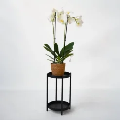 Krukkeplanter Indendørs^Phalaenopsis-orkidé - Phalaenopsis - Højde 50-60cm - ⌀12cm