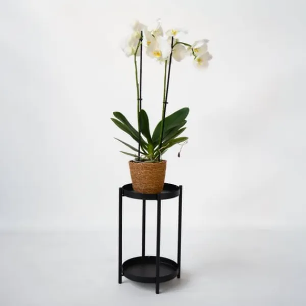 Krukkeplanter Indendørs^Phalaenopsis-orkidé - Phalaenopsis - Højde 50-60cm - ⌀12cm