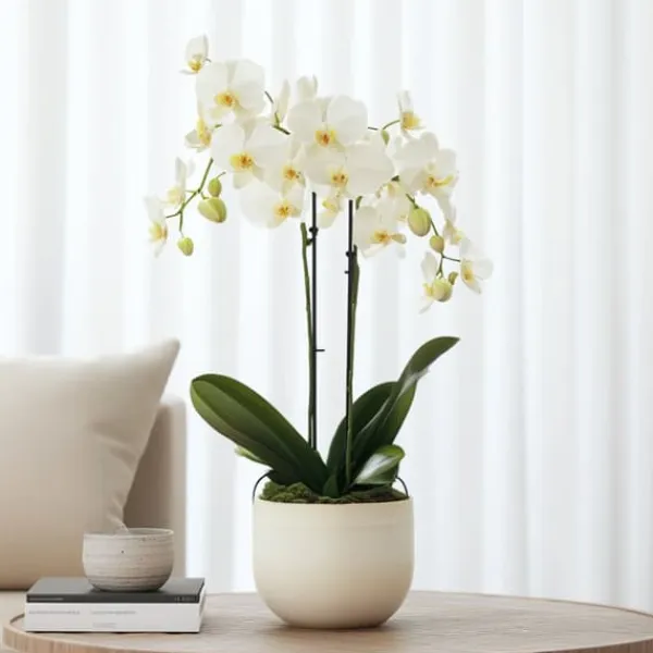 Phalaenopsis-orkidé - Phalaenopsis Multiflora - Højde 35-45cm - ⌀12cm Krukkeplanter Indendørs