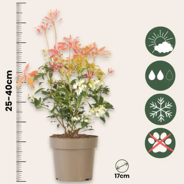 Discount Pieris - Sæt med 4 - Pieris 'Forest Flame' - Højde 25-40cm - ⌀17cm Buskads