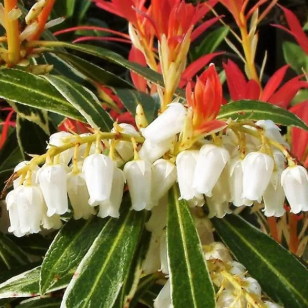 Discount Pieris - Sæt med 4 - Pieris 'Forest Flame' - Højde 25-40cm - ⌀17cm Buskads