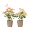 Clearance Pieris - Sæt med 2 - Pieris 'Forest Flame' - Højde 25-40cm - ⌀17cm Buskads