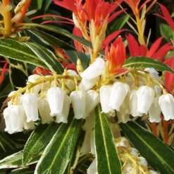 Clearance Pieris - Sæt med 2 - Pieris 'Forest Flame' - Højde 25-40cm - ⌀17cm Buskads