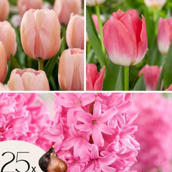 Frø^Pink Blush - Sæt med 25 - Tulipa, Hyacinthus - Blomsterløg