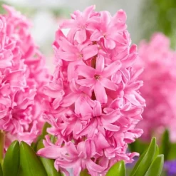 Frø^Pink Blush - Sæt med 25 - Tulipa, Hyacinthus - Blomsterløg