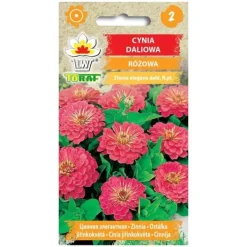 Frø^Pink dahlia zinnia frø - Store, dobbelte blomster til blomsterbede og buketter