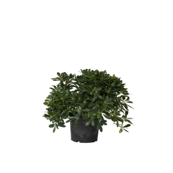 Pittosporum - Pittosporum tobira nanum - Højde 30-40cm - ⌀19cm Krukkeplanter Indendørs