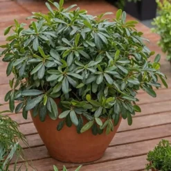 Pittosporum - Pittosporum tobira nanum - Højde 30-40cm - ⌀19cm Krukkeplanter Indendørs