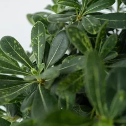 Pittosporum - Pittosporum tobira nanum - Højde 30-40cm - ⌀19cm Krukkeplanter Indendørs