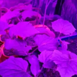 Kit Til Plante- & Urtedyrkning^Plantebelysning 225 LED Panel | Dyrkningslampe for optimal planteudvikling