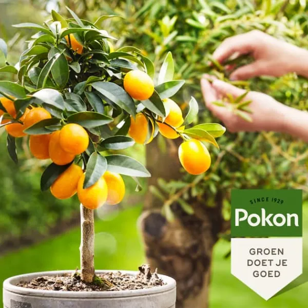 Gødningsmidler^Pokon - flydende plantegødning Middelhavsplanter - 500 ml