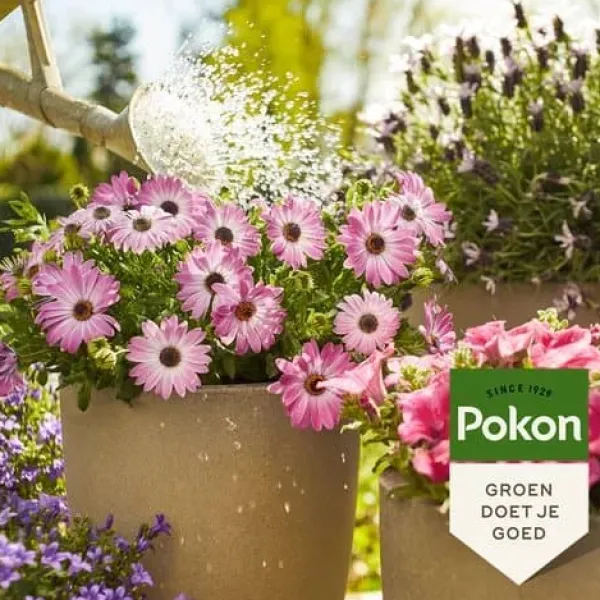Pokon flydende gødning til terrasse- og altanplanter – 500 ml Gødningsmidler