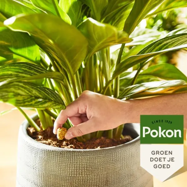 Hot Pokon madkogler stueplanter - 10 stk Gødningsmidler