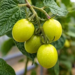Krukkeplanter Indendørs^Pæremelon - Sæt med 3 - Solanum Muricatum 'Pepino gold' - Højde 25-40cm - ⌀9cm