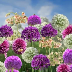 Frø^Prydløg - Sæt med 160 - Allium - Blomsterløg - Flerfarvet