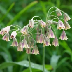 Frø^Prydløg - Sæt med 160 - Allium - Blomsterløg - Flerfarvet