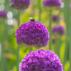Frø^Prydløg - Sæt med 160 - Allium - Blomsterløg - Flerfarvet