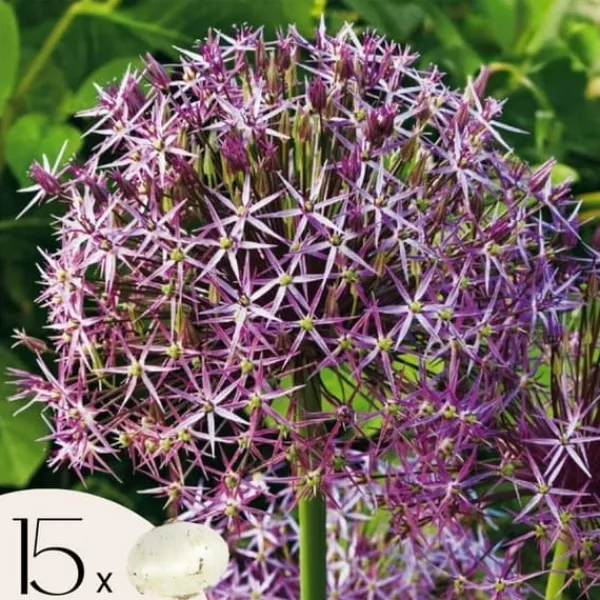 Hot Prydløg - Sæt med 15 - Allium 'Christophii' - Blomsterløg - Lilla Frø