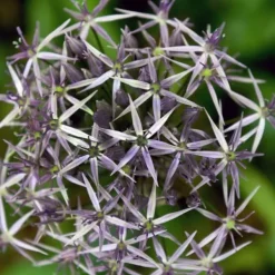 Hot Prydløg - Sæt med 15 - Allium 'Christophii' - Blomsterløg - Lilla Frø