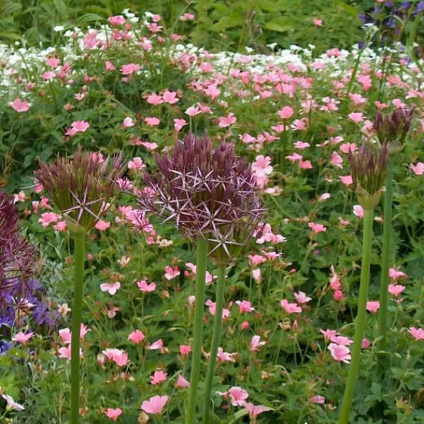 Frø^Prydløg - Sæt med 30 - Allium 'Christophii' - Blomsterløg - Lilla