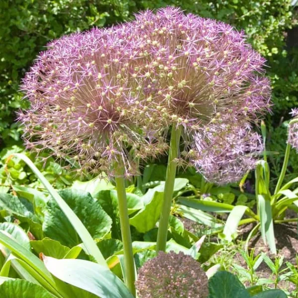 Frø^Prydløg - Sæt med 30 - Allium 'Christophii' - Blomsterløg - Lilla