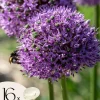 Frø^Prydløg - Sæt med 16 - Allium 'Gladiator' - Blomsterløg - Lilla