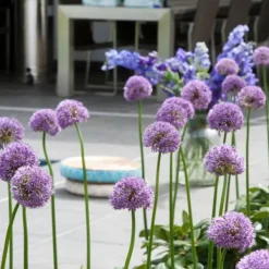 Frø^Prydløg - Sæt med 16 - Allium 'Gladiator' - Blomsterløg - Lilla