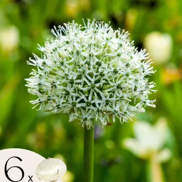 New Prydløg - Sæt med 6 - Allium 'Mount Everest' - Blomsterløg - Hvid Frø