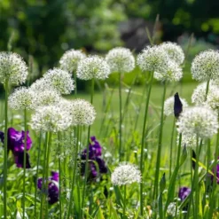 New Prydløg - Sæt med 6 - Allium 'Mount Everest' - Blomsterløg - Hvid Frø