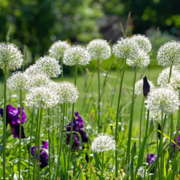 New Prydløg - Sæt med 6 - Allium 'Mount Everest' - Blomsterløg - Hvid Frø