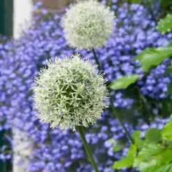 Frø^Prydløg - Sæt med 3 - Allium 'Mount Everest' - Blomsterløg - Hvid