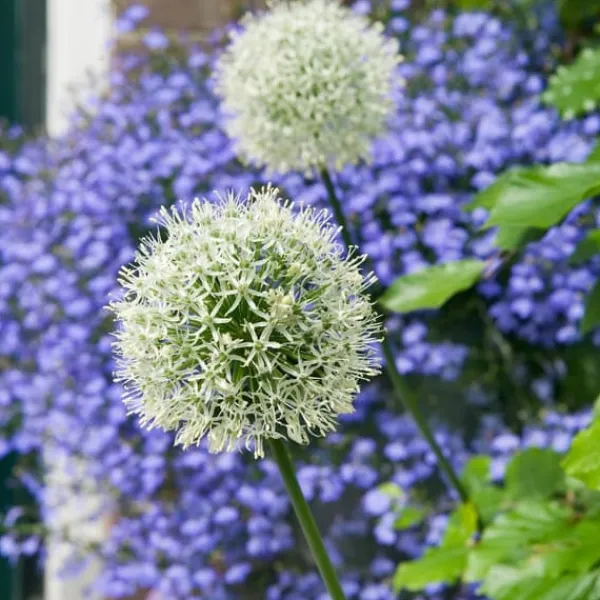 Frø^Prydløg - Sæt med 3 - Allium 'Mount Everest' - Blomsterløg - Hvid