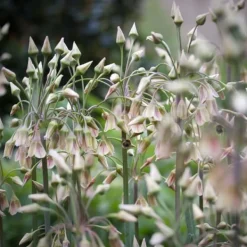 Frø^Prydløg - Sæt med 30 - Allium 'Nectaroscordum' - Blomsterløg - Lyserød