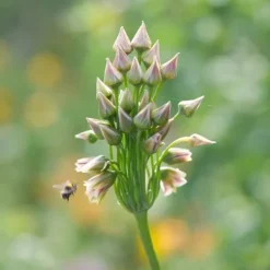 Frø^Prydløg - Sæt med 30 - Allium 'Nectaroscordum' - Blomsterløg - Lyserød