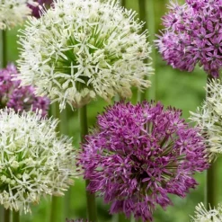 Frø^Prydløg - Sæt med 15 - Allium 'Purple, 'White' - Blomsterløg