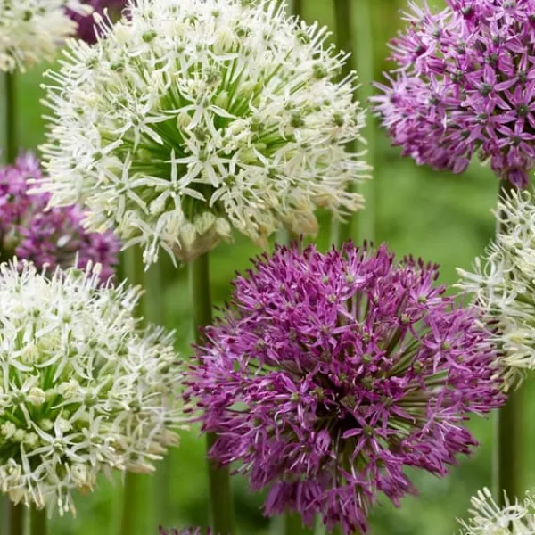 Frø^Prydløg - Sæt med 15 - Allium 'Purple, 'White' - Blomsterløg