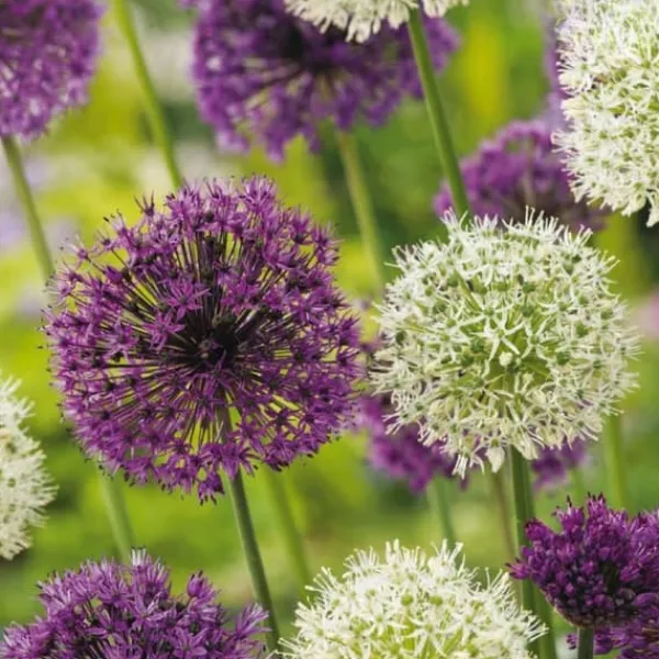 Frø^Prydløg - Sæt med 15 - Allium 'Purple, 'White' - Blomsterløg