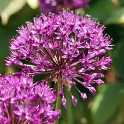 Frø^Prydløg - Sæt med 30 - Allium 'Purple Sensation' - Blomsterløg - Lilla