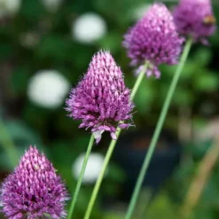 Frø^Prydløg - Sæt med 200 - Allium 'Sphaerocephalon' - Blomsterløg - Lilla