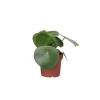 Sale Radiatorplante - Peperomia Polybotrya - Højde 20-30cm - Pot 12cm Krukkeplanter Indendørs