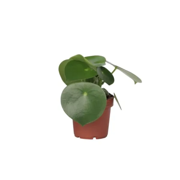Sale Radiatorplante - Peperomia Polybotrya - Højde 20-30cm - Pot 12cm Krukkeplanter Indendørs
