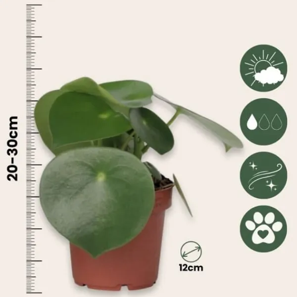 Sale Radiatorplante - Peperomia Polybotrya - Højde 20-30cm - Pot 12cm Krukkeplanter Indendørs