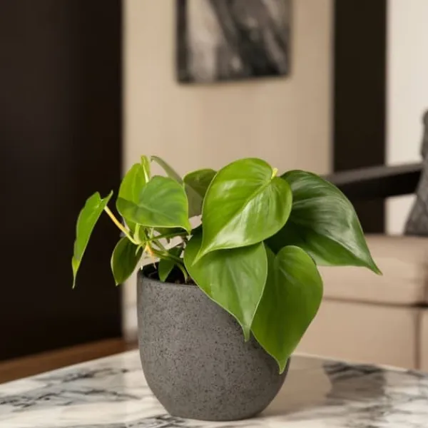 Sale Radiatorplante - Peperomia Polybotrya - Højde 20-30cm - Pot 12cm Krukkeplanter Indendørs
