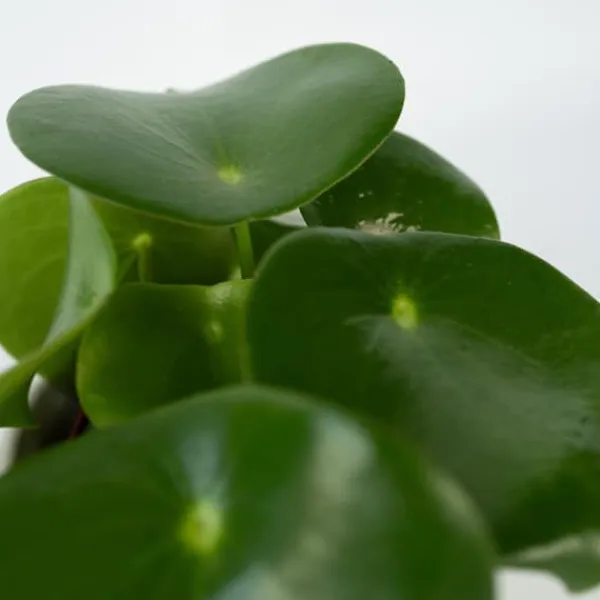 Sale Radiatorplante - Peperomia Polybotrya - Højde 20-30cm - Pot 12cm Krukkeplanter Indendørs