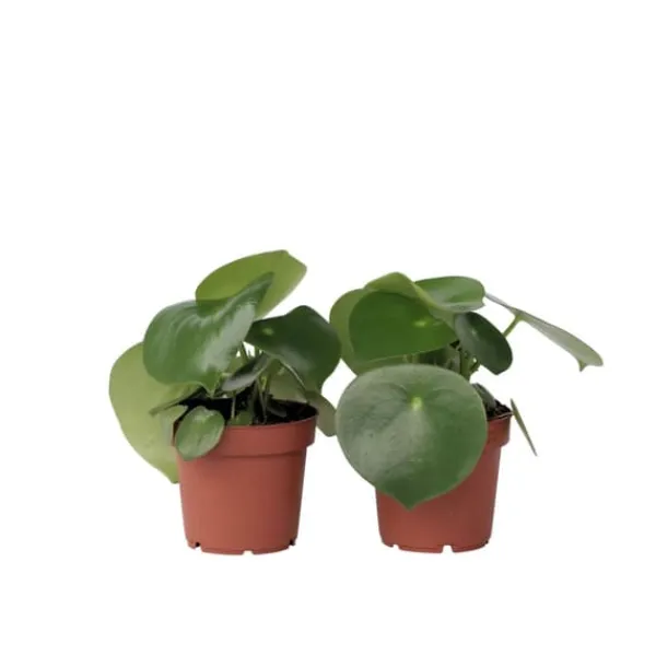 Krukkeplanter Indendørs^Radiatorplante - Sæt med 2 - Peperomia polybotrya - Højde 20-30cm - ⌀12cm