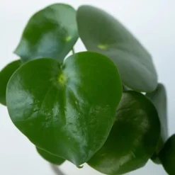Krukkeplanter Indendørs^Radiatorplante - Sæt med 2 - Peperomia polybotrya - Højde 20-30cm - ⌀12cm