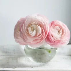 Frø^Ranunkel blanding - Sæt med 40 - Ranunculus - Blomsterløg - Flerfarvet