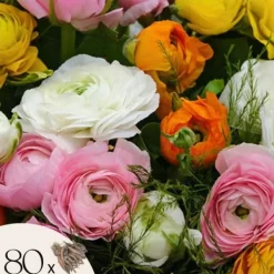 Frø^Ranunkel NJ - Sæt med 80 - Ranunculus - Blomsterløg - Flerfarvet