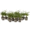 Clearance Rød bambus - Sæt 18 - Fargesia scabrida 'Asian Wonder' - Højde 25-40cm - ⌀13cm Buskads